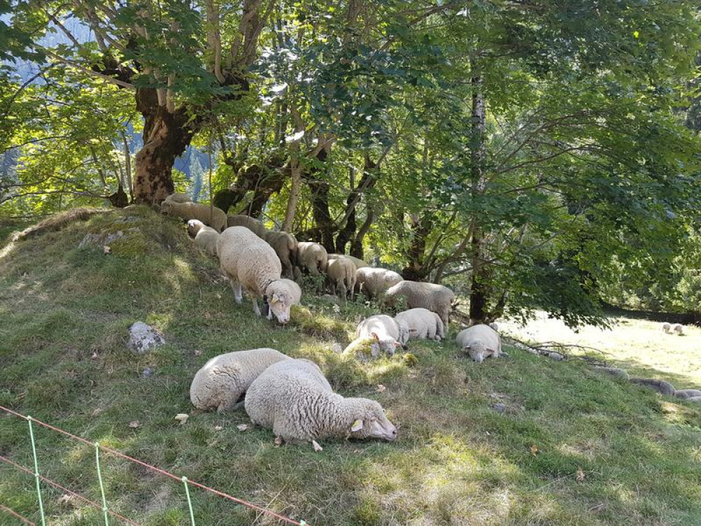 site