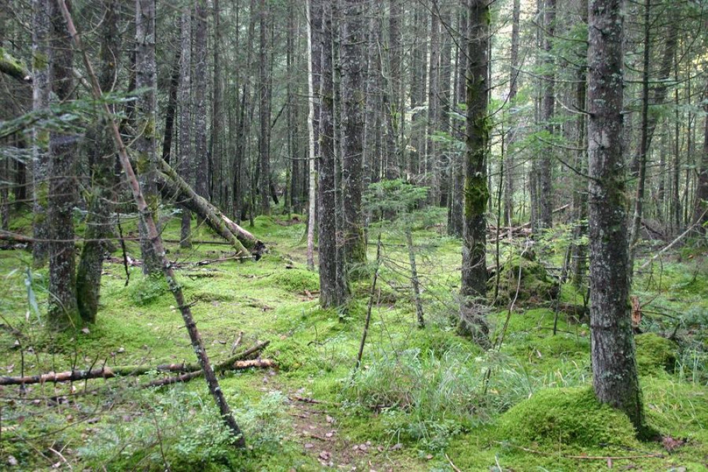 site